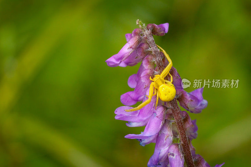 黄花蟹蜘蛛，(Misumena vatia)，蟹蜘蛛，变量thomise，三叶草花。